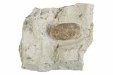 Eocene Fossil Snake Egg - Bouxwiller, France #366882-1
